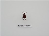 藏品(血紅虎斑花金龜)的圖片